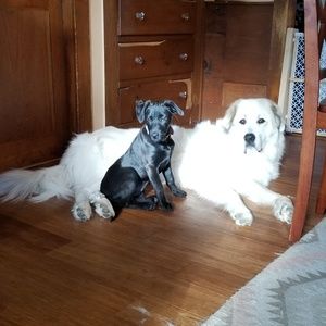 Meet your Posher, Robert